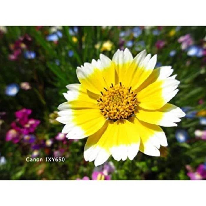 Picture of Canon PowerShot IXY 650 (ELPH 360 HS) 20.2MP 12x Zoom Compact Camera – Silver (Brand New)